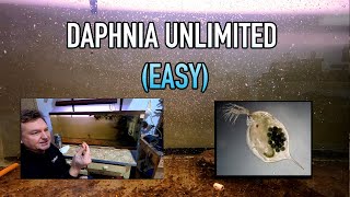 How I Raise Daphnia Water Fleas And You Can Too [upl. by Ahsinnor]