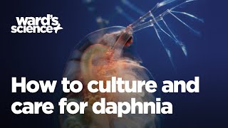 Caring and Culturing for Daphnia [upl. by Martres465]