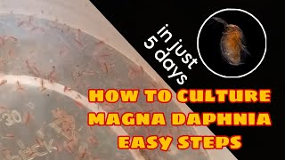 How to Culture Magna Daphnia Easily [upl. by Leahcimnaj678]