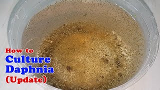 How to Culture Daphnia Update with ZERO Cost  Unlimited Live Food for Our Fish [upl. by Austin622]