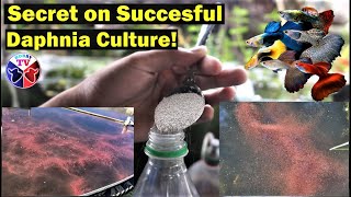 How to Culture Daphnia Successfully [upl. by Auberon]