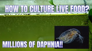 How to Culture Daphnia Secret Method to Breed MILLIONS  Simply Aquatic [upl. by Medin524]