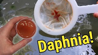 How I Culture Daphnia In Outdoor Tubs [upl. by Malaspina775]