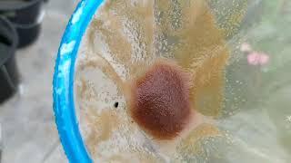 How to culture daphnia moina in a small container Part 1 English Subtitle [upl. by Ecnirp866]