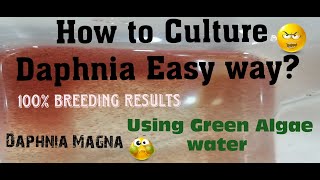 Daphnia MagnaHow to Culture Daphnia Easy wayCulturing Daphnia using Green water Daphnia [upl. by Recneps73]