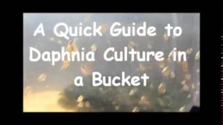 How to culture daphnia outside [upl. by Anesuza441]