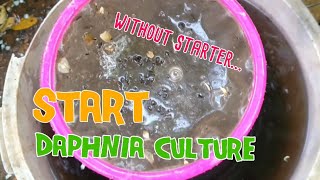 How to culture daphnia moina the easy way 1  Starting the Daphnia culture [upl. by Hsaka]