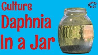 How to Culture Daphnia in a Jar [upl. by Ityak]