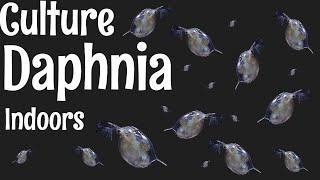 How to Culture Daphnia [upl. by Ayotaj]