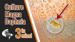 How to culture DAPHNIA MAGNA  The easy way [upl. by Ranit755]