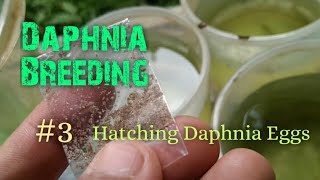 Daphnia Culture made simple and easy 3  Hatching Daphnia eggs [upl. by Strickman]