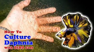 How to Culture Daphnia with ZERO Cost  Unlimited Live Food For Our Fish [upl. by Klarika]