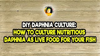 DIY Daphnia Culture How to Culture Nutritious Daphnia as Live Food for Your Fish [upl. by Glendon589]