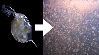 How I Culture Daphnia [upl. by Berwick]