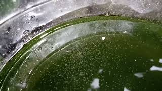 DAPHNIA MOINA CULTURE IN A SMALL BUCKET [upl. by Jaela]