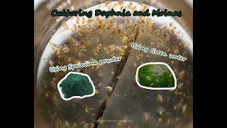 How To Culture Daphnia and Moinas using Green Water Spirulina powder [upl. by Ehlke]