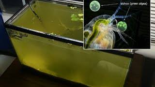 Raising Daphnia for the Freshwater Aquarium [upl. by Duax]