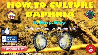 HOW TO CULTURE DAPHNIA In Easy Way [upl. by Lucila]